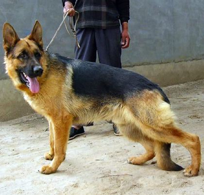 �ڱ�Ȯ��ҧ������ �¹��ڱ�������ȱ����ʲô