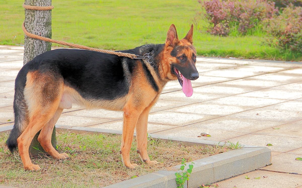 黑背犬会咬主人吗 德国黑背的致命缺点是什么