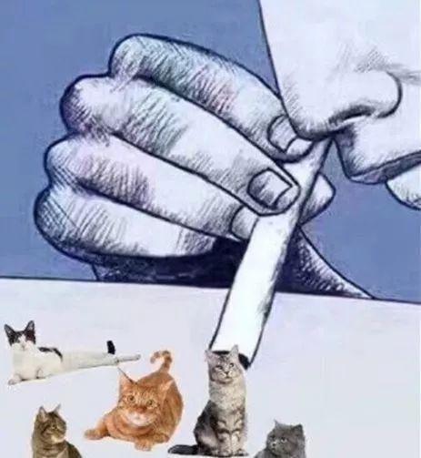 Ů����è�����Ƭ ��è���Ŀ�ѧ������ʲô