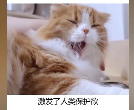 Ů����è�����Ƭ ��è���Ŀ�ѧ������ʲô