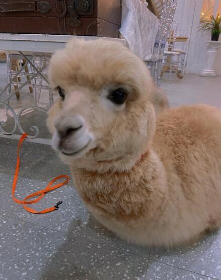 ���յĿ�ˮʲôζ���ǳ����� ����ˮ����û��Ȯ����