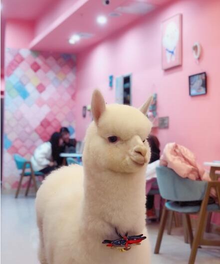 ���յĿ�ˮʲôζ���ǳ����� ����ˮ����û��Ȯ����