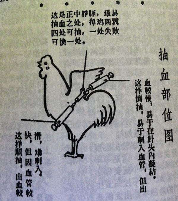 人打了鸡血会怎样?打鸡血真的起作用吗