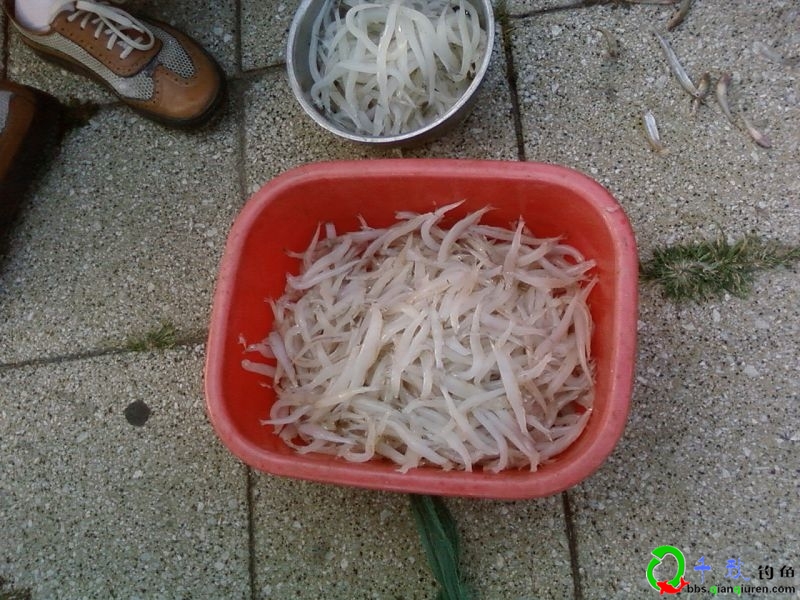 面条鱼是什么鱼 面条鱼和银鱼的区别