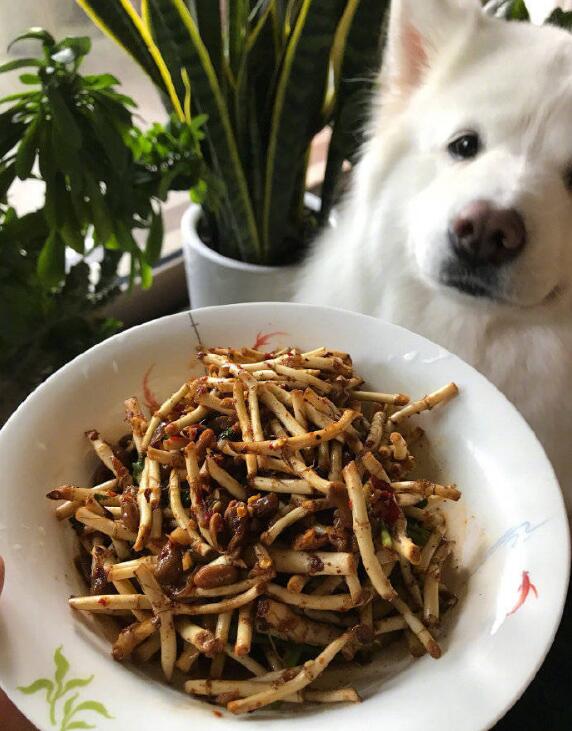 ���Ȳ�Ϊʲô�����ǿ� ���Ȳݺ��۶�����һ��������