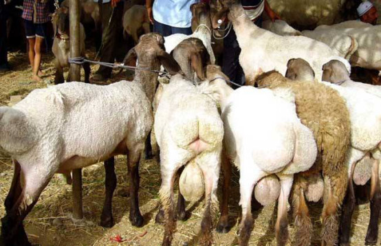 刀郎羊养殖图片