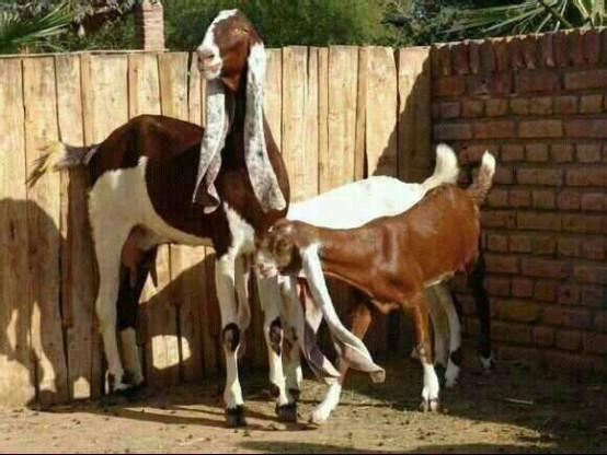 ���������Ǯһֻ ��������ֳ��Ƶ