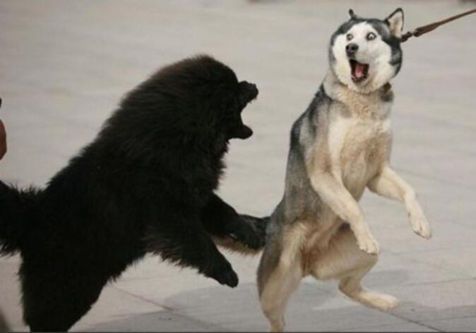 ��Ϊʲô��ҧ��ʿ�� �ǻ�ѹ�ʿ�浱ͬ����