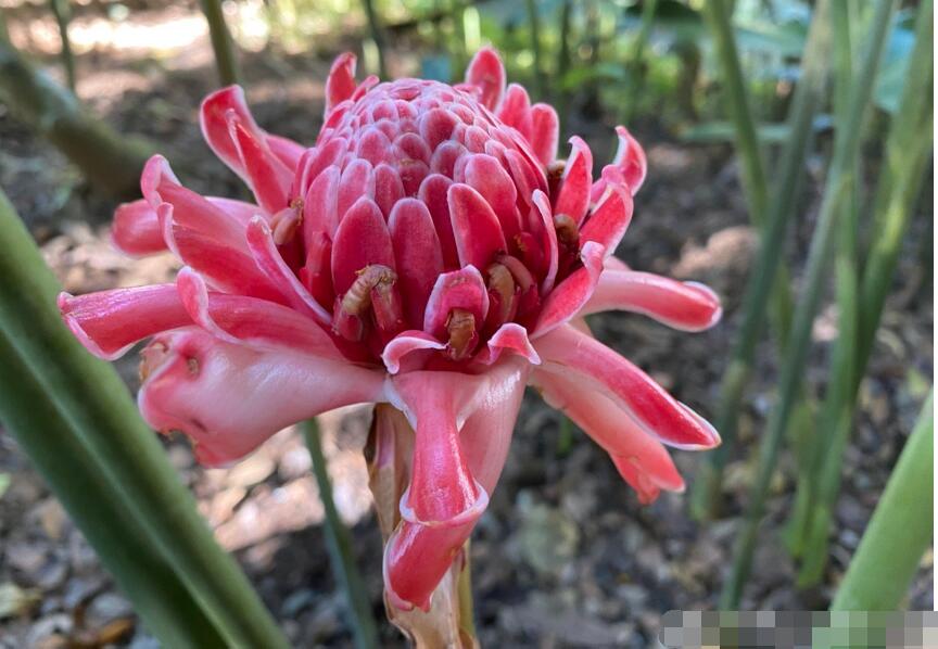 八苦长恨花的作用 八苦长恨花是干嘛的