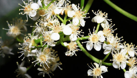 Ů��˵JY��ʾʲô jy��ʲô��˼���۵�