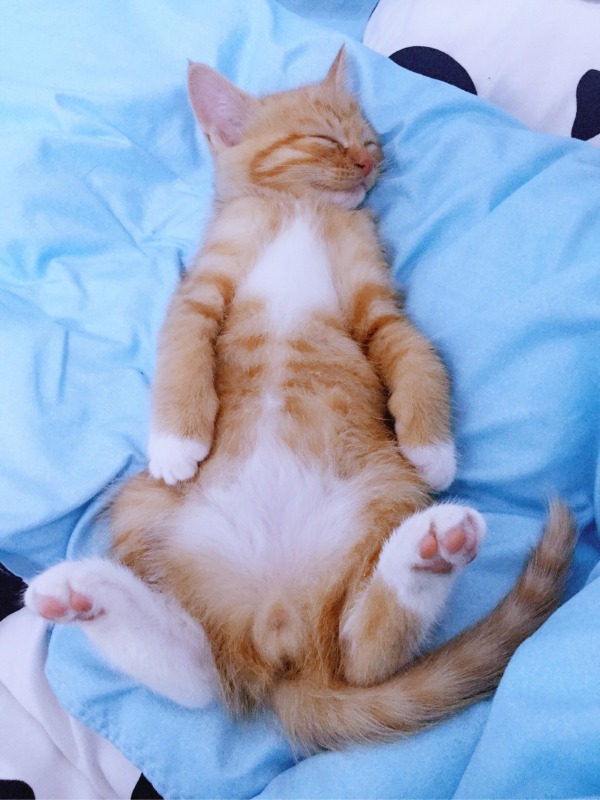 ��èΪʲô��ô�� ��è����Ǯһֻ