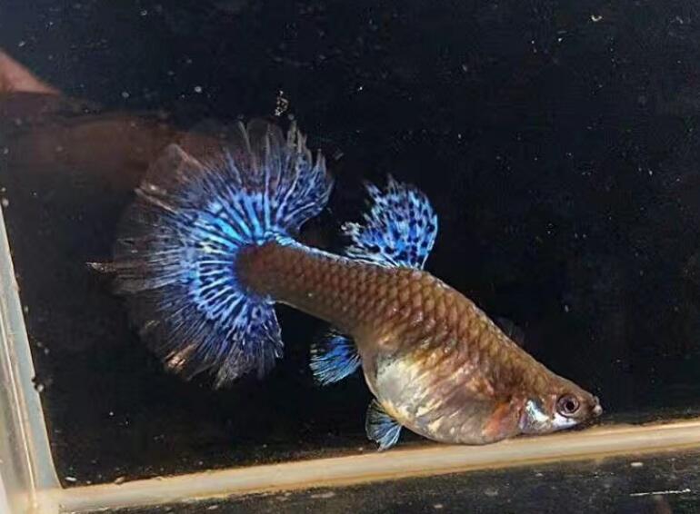 ��ȸ��Ϊʲô�а����㡢����������� ��Ϊʲô���Լ�����С��