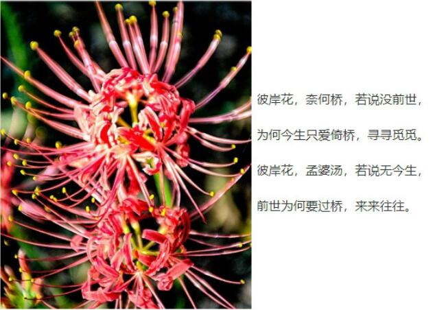 ǰ���������˽�����������Щ ������������ʲô����