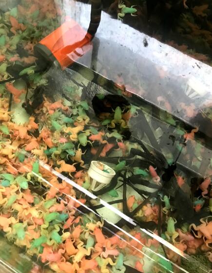 �������ʲô������α湫ĸ ����ܶ�����������