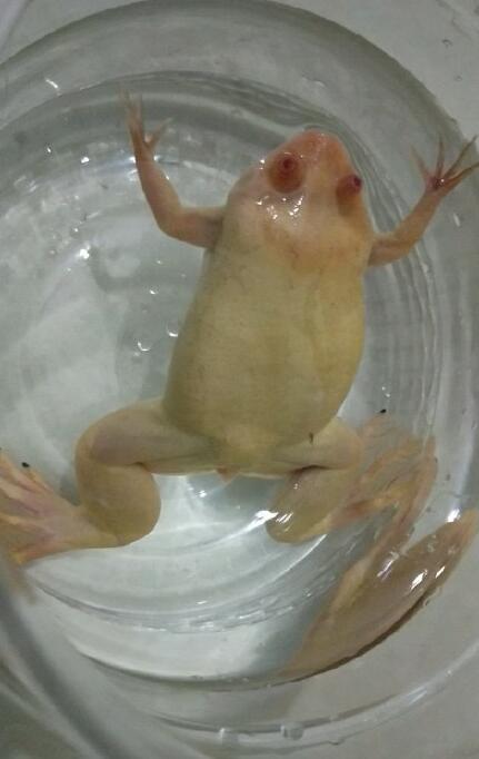 金蟾蛙是什么样子如何辨公母 金蟾蛙冬天能养活吗