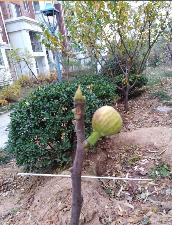 ũ��ͥԺ�����޻����� Ժ�����޻������ܲ�������ˮ