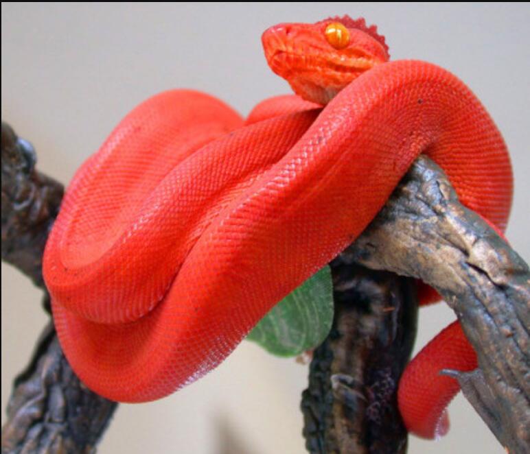 现实中鸡冠蛇真的存在吗 这种蛇有没有毒性