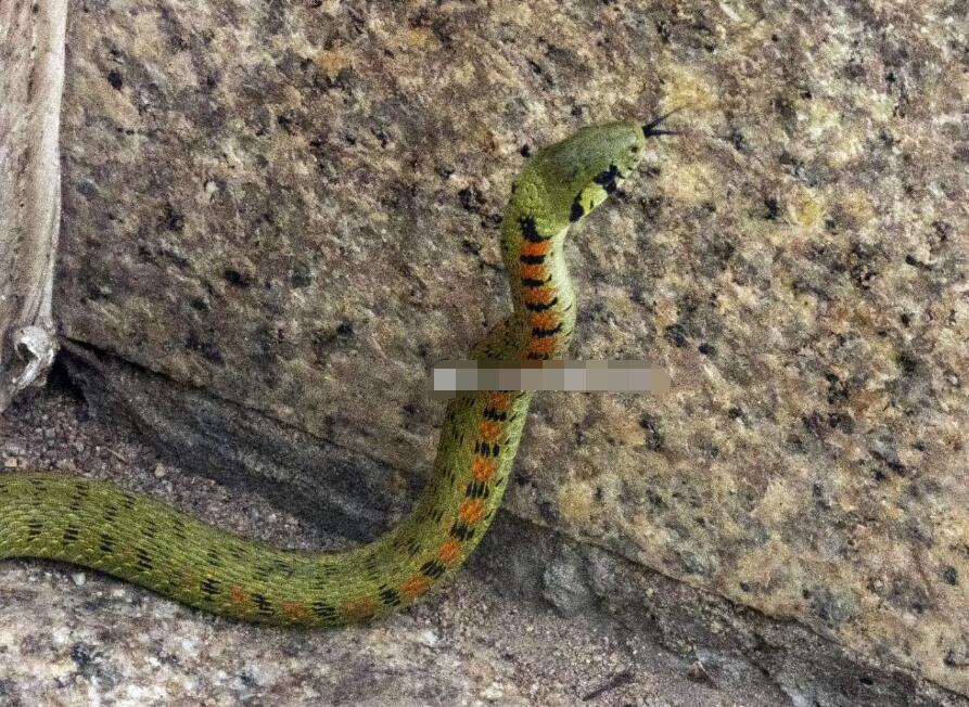 现实中鸡冠蛇真的存在吗 这种蛇有没有毒性