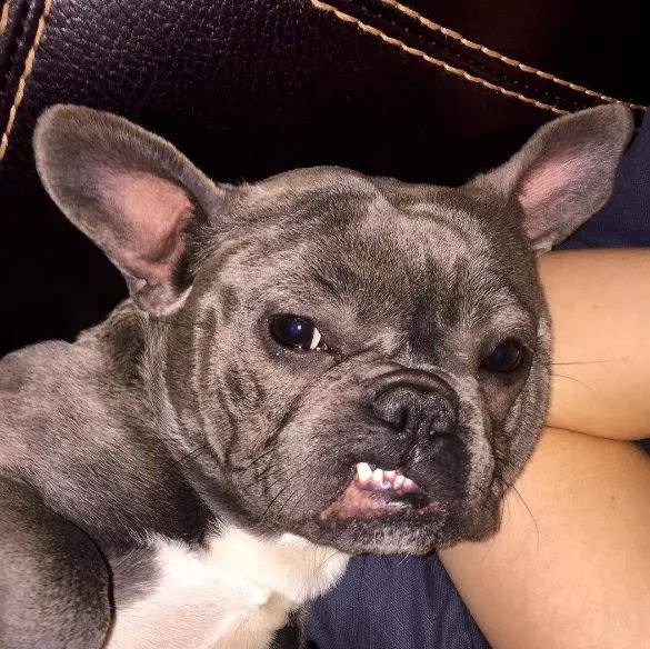 ������ͷ����䱿�� �򹷴�����ʹ�����˹�