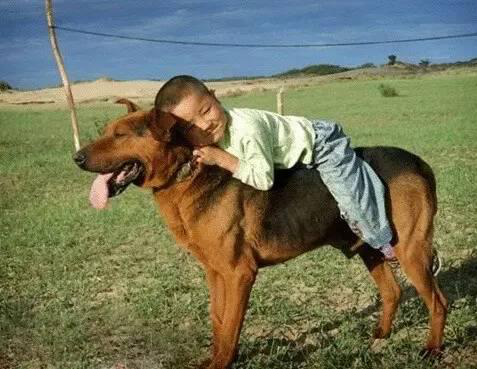 ������ͷ����䱿�� �򹷴�����ʹ�����˹�