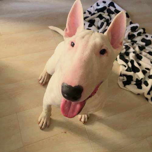 ������ͷ����䱿�� �򹷴�����ʹ�����˹�