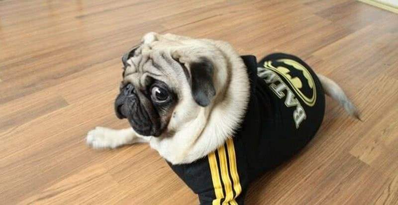 ������ͷ����䱿�� �򹷴�����ʹ�����˹�