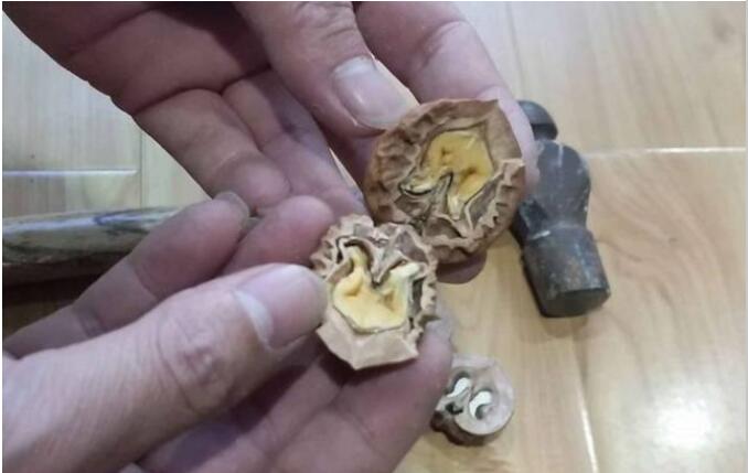 ����100����Ƽ�ʨ��ͷͼƬ ������ҺͳԵĺ�����ʲô����