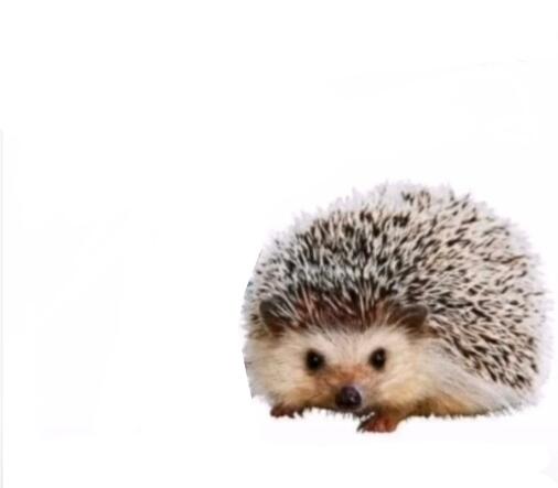 ��⬿���ʲô�� лл���������