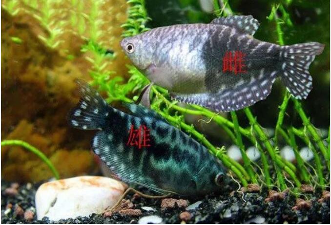 蓝曼龙鱼是什么鱼 蓝曼龙鱼怎么分公母