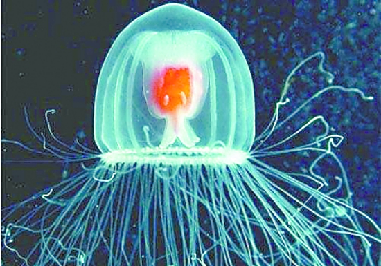 ����ˮĸ�������ж೤ ����ˮĸһֻ����Ǯ