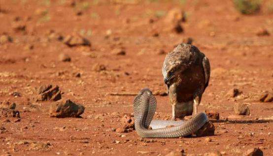 Ϊʲôӥ�ҳԶ��� ����Ϊʲô�������Լ�