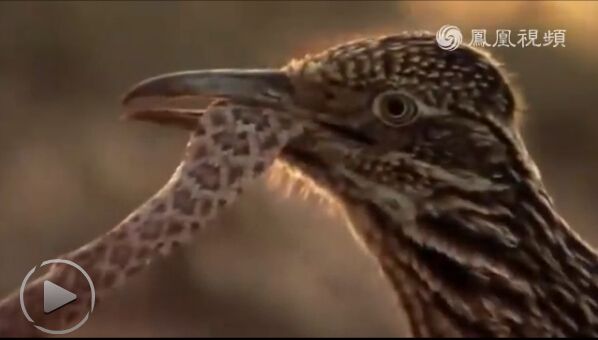 Ϊʲôӥ�ҳԶ��� ����Ϊʲô�������Լ�