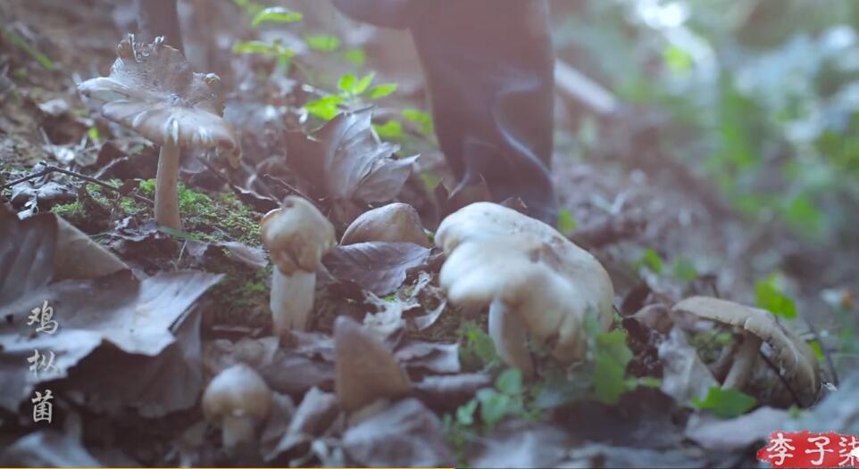 ���ݾ����ò����ж� Ұ������ͼƬ