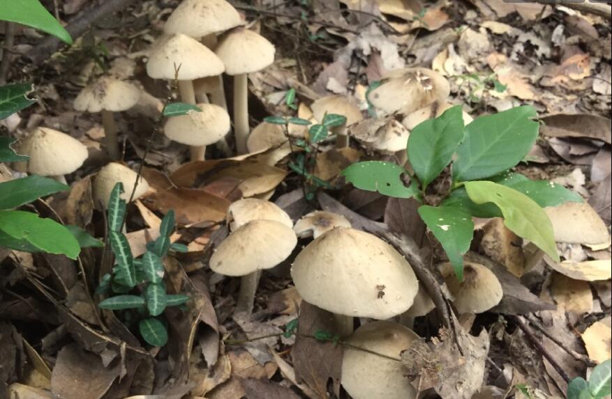 ���ݾ����ò����ж� Ұ������ͼƬ