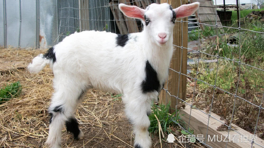 �ε���Ϊʲôû����� ���ǵ������Ƕ���