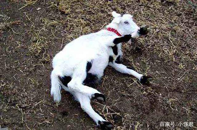 �ε���Ϊʲôû����� ���ǵ������Ƕ���