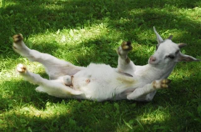 �ε���Ϊʲôû����� ���ǵ������Ƕ���