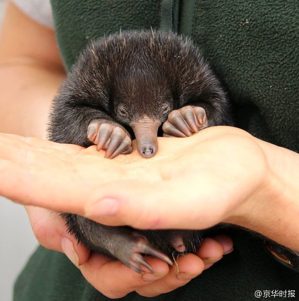 ������ʲô���� �����԰�������Ϊԭ�Ϳ̻�������