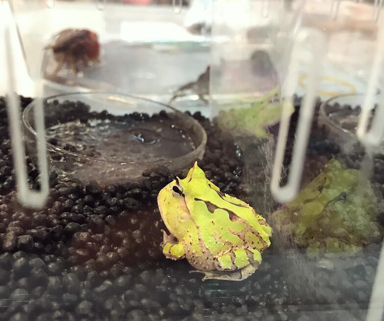 霸王角蛙为什么那么贵 霸王角蛙非常不好养