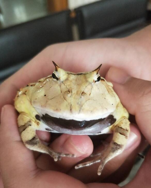 霸王角蛙为什么那么贵 霸王角蛙非常不好养