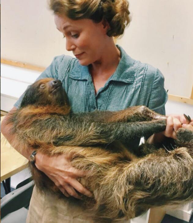 树懒吃的桉树叶有毒吗 它动作慢是不是因为中毒