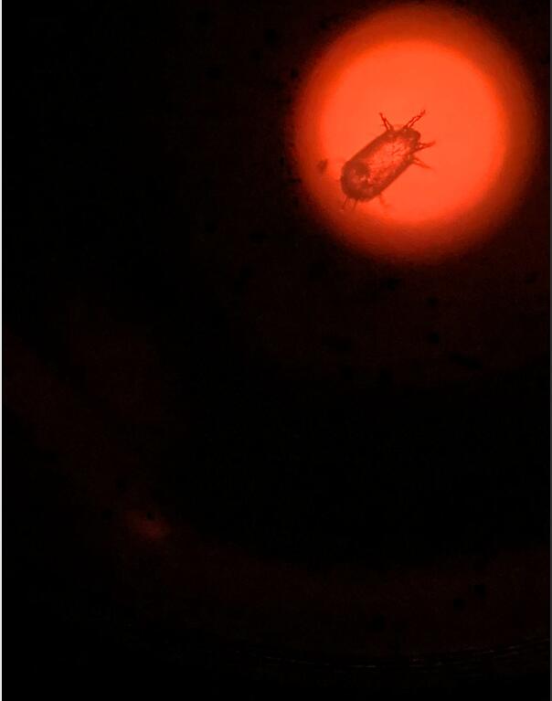 ���涣ҧ���֢״ͼ ����ΪʲôֻҪ���Ӳ�ҧ����