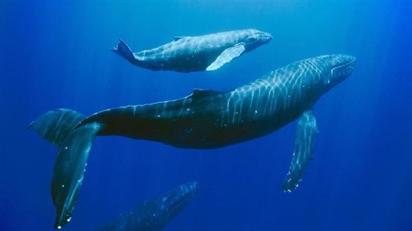 座头鲸身上的疙瘩是什么 座头鲸为什么喜欢唱歌