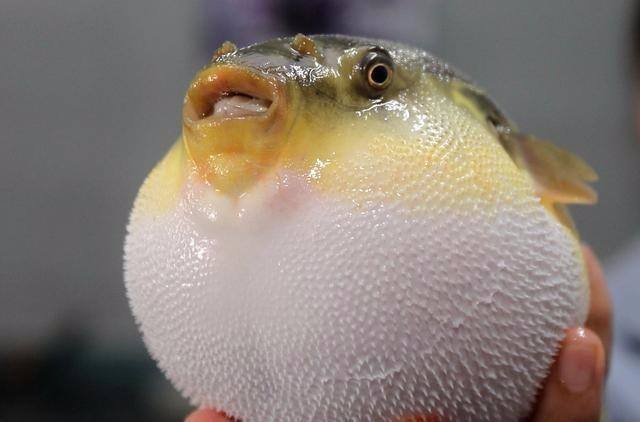 河豚为什么叫狗头鱼,潜水艇 河豚的充气原理是什么