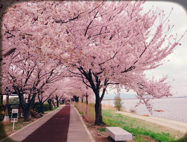 走花路是什么意思 表面意思是走有花的路