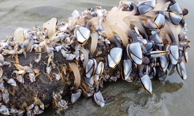 �쾱�ٺ���ʲô��������Ǯһ�� �Ƿ�������