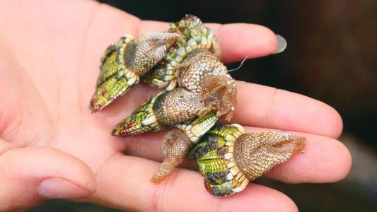 �쾱�ٺ���ʲô��������Ǯһ�� �Ƿ�������