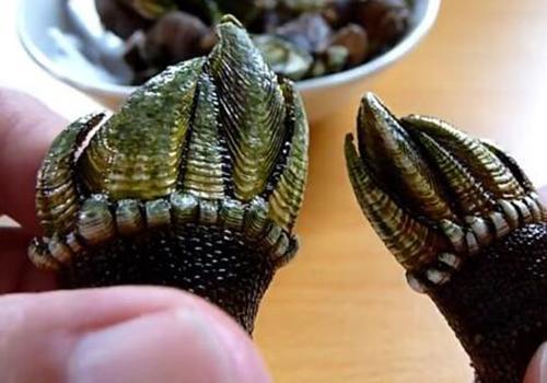 �쾱�ٺ���ʲô��������Ǯһ�� �Ƿ�������