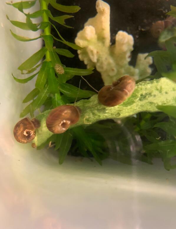 ƻ���ݱ��׵ĺô��ͻ��� ƻ������ô��ֳ��