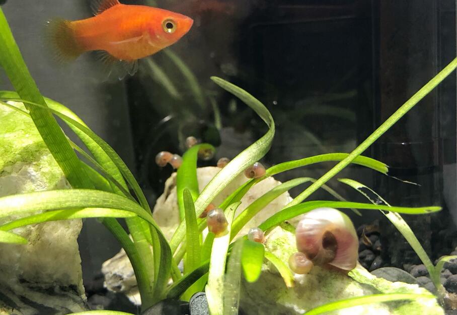 ƻ���ݱ��׵ĺô��ͻ��� ƻ������ô��ֳ��